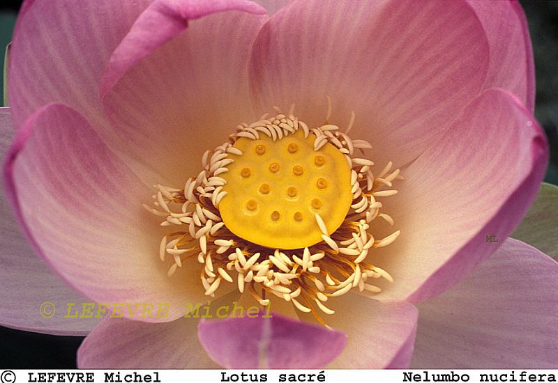 416 Lotus.jpg - Lotus sacré - Nelumbo nucifera - Rajasthan - Inde